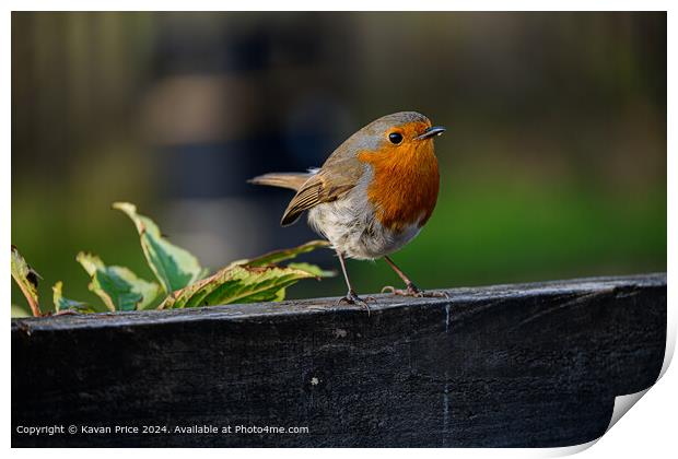 Robin perched on fence. Print by Kavan Price