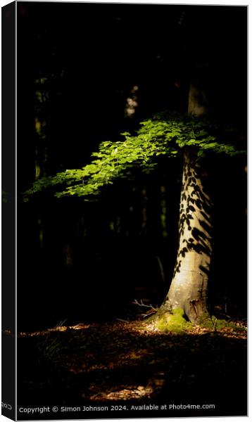 sunlit woodland and sunlit leaves Canvas Print by Simon Johnson