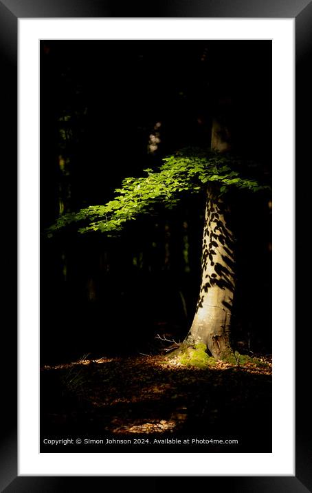 sunlit woodland and sunlit leaves Framed Mounted Print by Simon Johnson