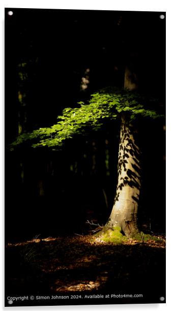 sunlit woodland and sunlit leaves Acrylic by Simon Johnson