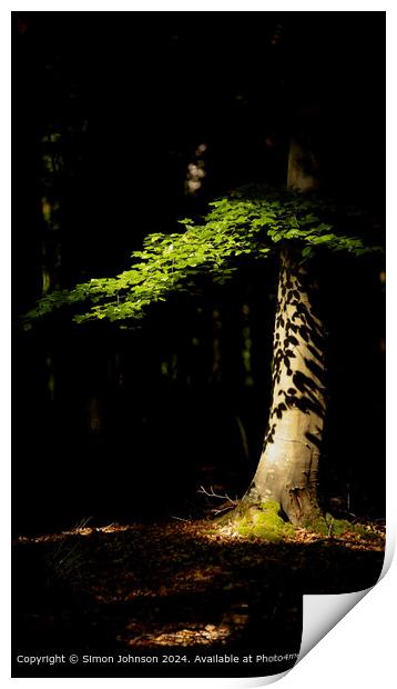 sunlit woodland and sunlit leaves Print by Simon Johnson