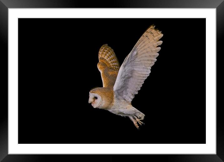 Barn Owl Soaring Against Black Framed Mounted Print by Alan Tunnicliffe