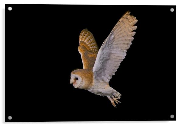 Barn Owl Soaring Against Black Acrylic by Alan Tunnicliffe