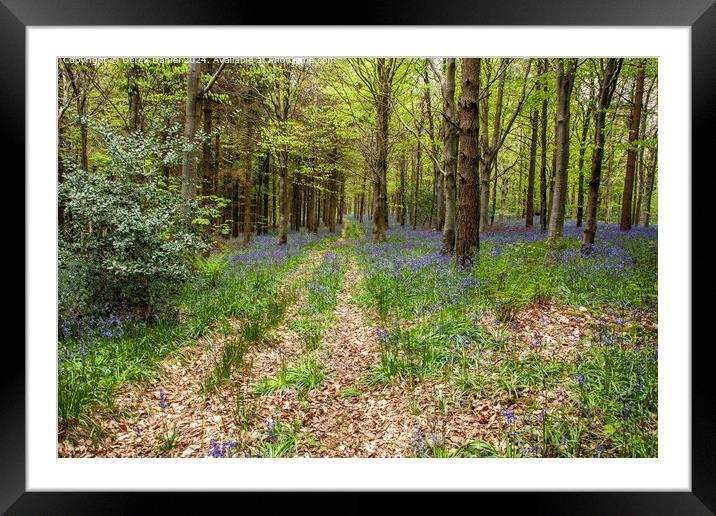Bluebell Wood Path, Micheldever Framed Mounted Print by Derek Daniel