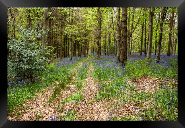 Bluebell Wood Path, Micheldever Framed Print by Derek Daniel