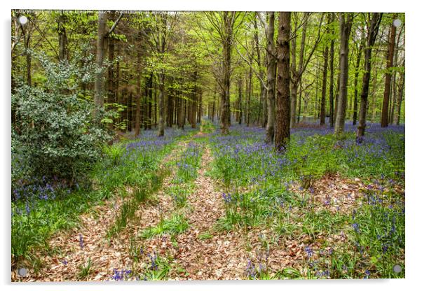 Bluebell Wood Path, Micheldever Acrylic by Derek Daniel