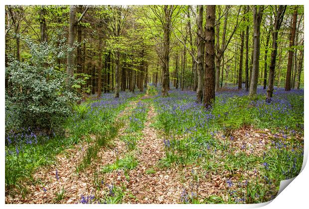 Bluebell Wood Path, Micheldever Print by Derek Daniel
