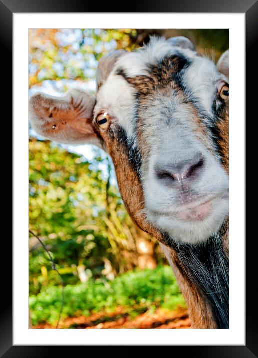 Old English Billy Goat Portrait Framed Mounted Print by Andy Evans Photos