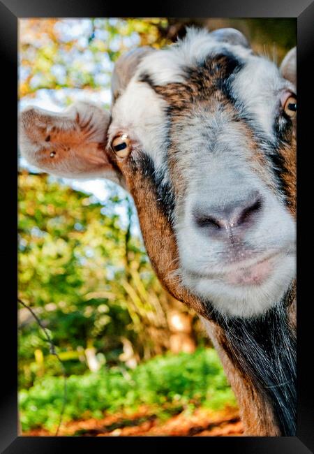 Old English Billy Goat Portrait Framed Print by Andy Evans Photos