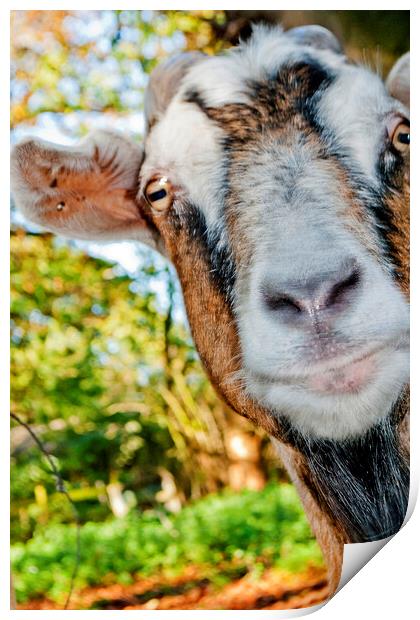 Old English Billy Goat Portrait Print by Andy Evans Photos