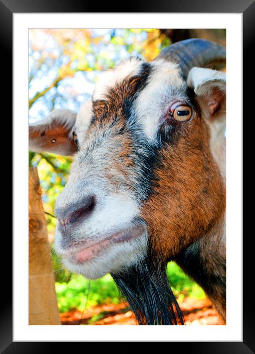 Old English Billy Goat Portrait Framed Mounted Print by Andy Evans Photos