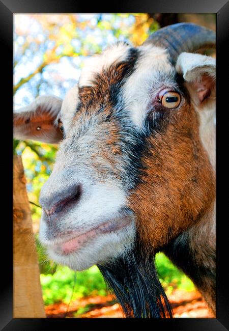 Old English Billy Goat Portrait Framed Print by Andy Evans Photos