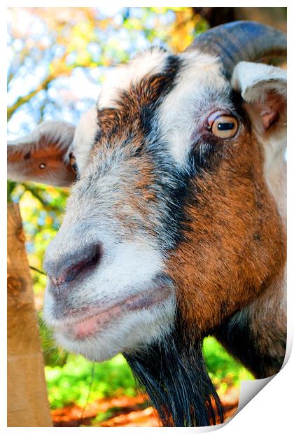 Old English Billy Goat Portrait Print by Andy Evans Photos