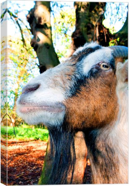 Old English Billy Goat Portrait Canvas Print by Andy Evans Photos