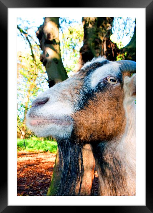 Old English Billy Goat Portrait Framed Mounted Print by Andy Evans Photos