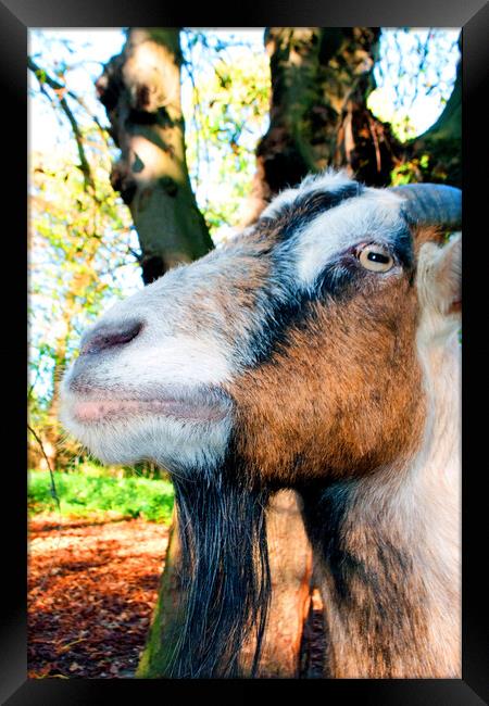 Old English Billy Goat Portrait Framed Print by Andy Evans Photos