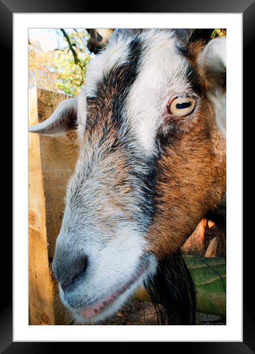Old English Billy Goat Portrait Framed Mounted Print by Andy Evans Photos