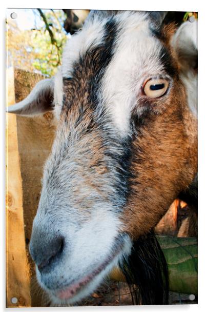 Old English Billy Goat Portrait Acrylic by Andy Evans Photos