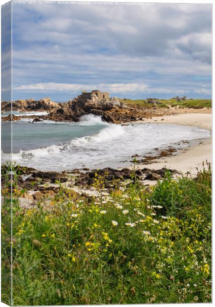 Guernsey Coastal Wildflowers and Fort Pembroke Canvas Print by Pearl Bucknall