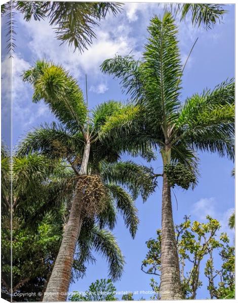 Foxtail palm trees with seeds Canvas Print by Robert Galvin-Oliphant