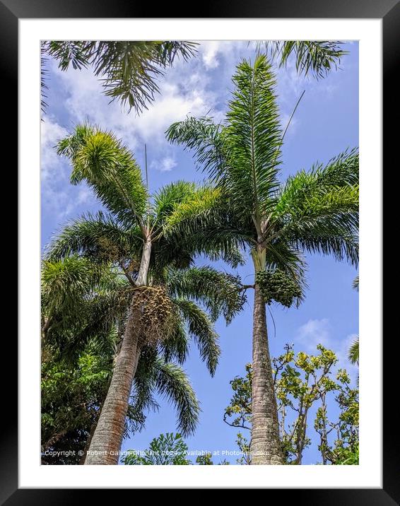 Foxtail palm trees with seeds Framed Mounted Print by Robert Galvin-Oliphant