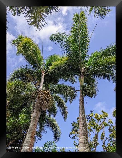 Foxtail palm trees with seeds Framed Print by Robert Galvin-Oliphant