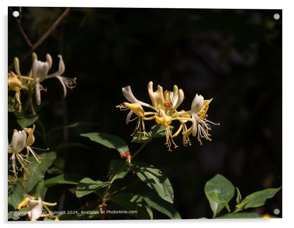 Woodland Honeysuckle Colour Flora Acrylic by Alan Dunnett