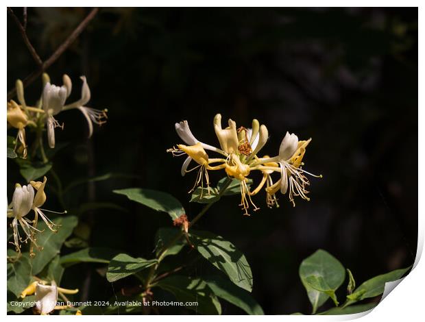 Woodland Honeysuckle Colour Flora Print by Alan Dunnett