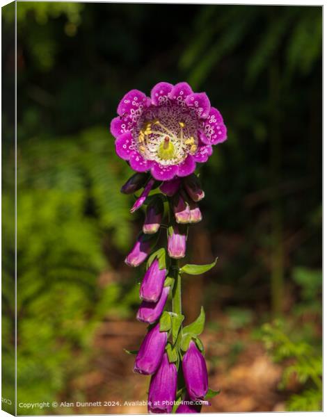 Woodland Foxglove Purple Flora Canvas Print by Alan Dunnett