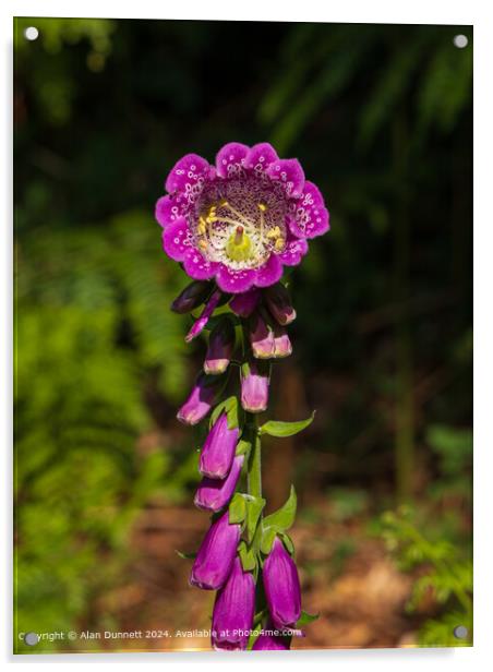 Woodland Foxglove Purple Flora Acrylic by Alan Dunnett