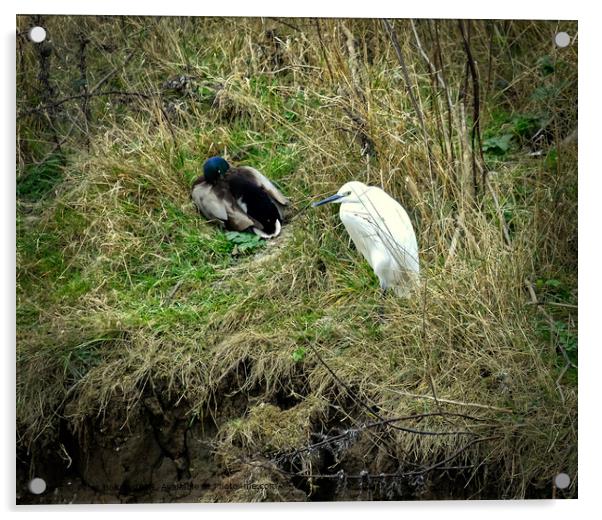 Little Egret and Mallard Duck resting on the bank  Acrylic by Peter Bolton