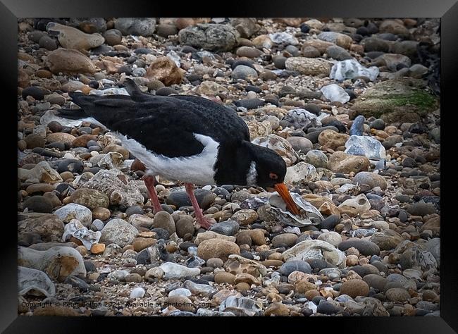 Shore Foraging Oystercatcher Nature Framed Print by Peter Bolton