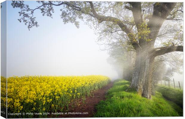 Rapeseed Flowers on a mist covered morning. Canvas Print by Philip Veale