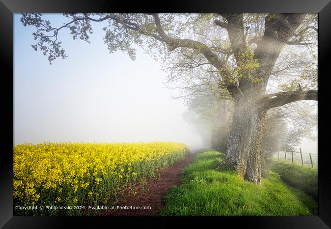 Rapeseed Flowers on a mist covered morning. Framed Print by Philip Veale