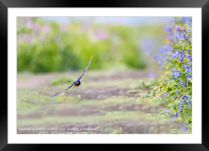 Swallow in Flight in Skomer Framed Mounted Print by Graham Prentice
