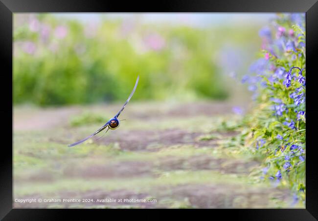 Swallow in Flight in Skomer Framed Print by Graham Prentice