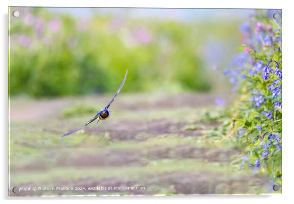 Swallow in Flight in Skomer Acrylic by Graham Prentice