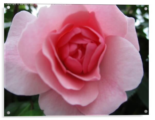 Stunning Pink Rose Stilllife Acrylic by Barbara Rea