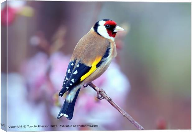 Colourful Goldfinch  Canvas Print by Tom McPherson