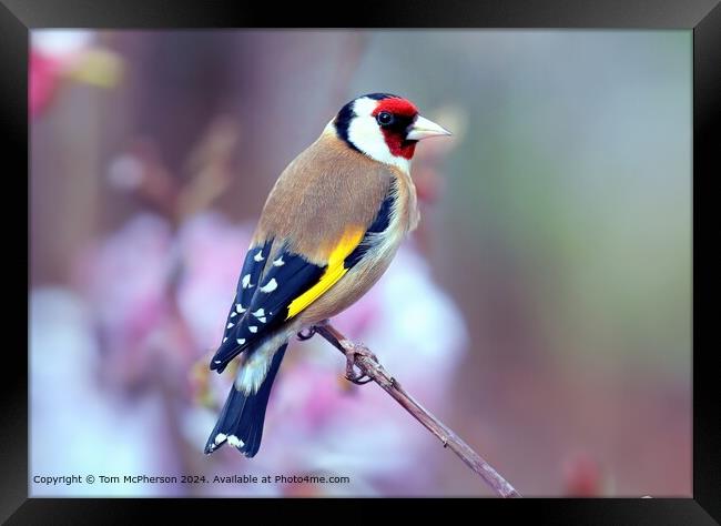 Colourful Goldfinch  Framed Print by Tom McPherson