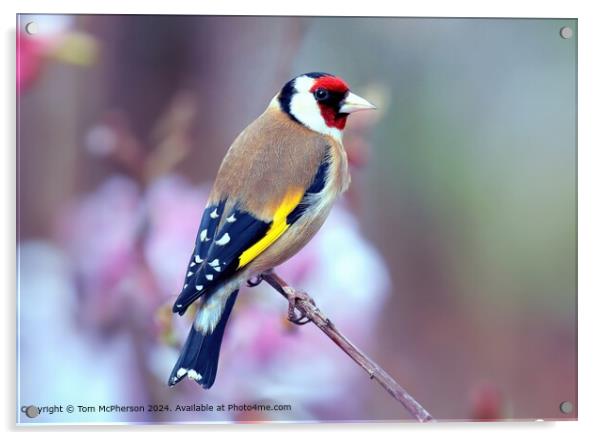 Colourful Goldfinch  Acrylic by Tom McPherson