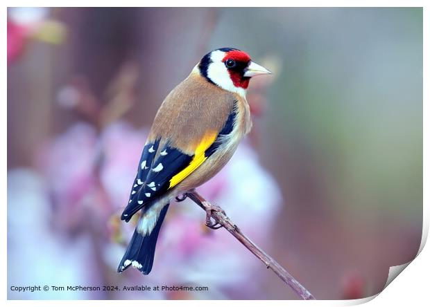 Colourful Goldfinch  Print by Tom McPherson