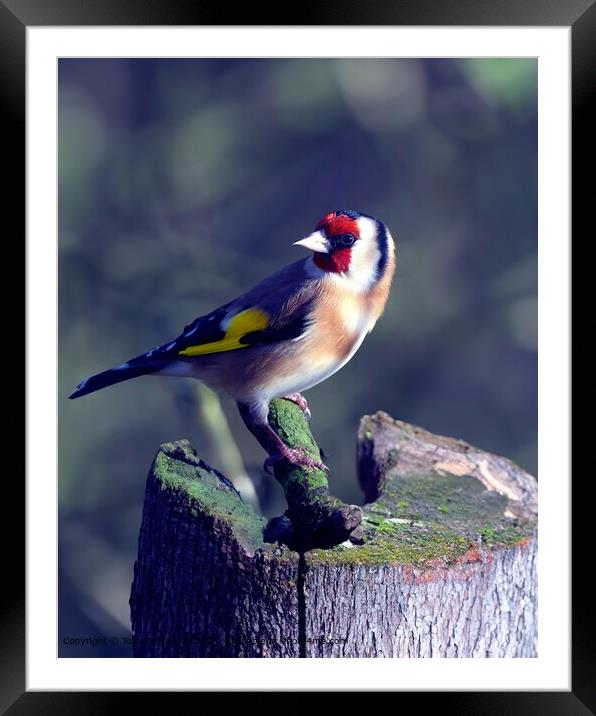 The Goldfinch  Framed Mounted Print by Tom McPherson