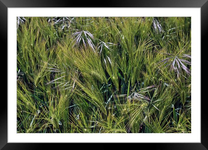 Barley Crop Macro Framed Mounted Print by Tom McPherson