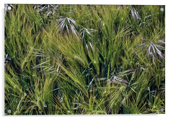 Barley Crop Macro Acrylic by Tom McPherson