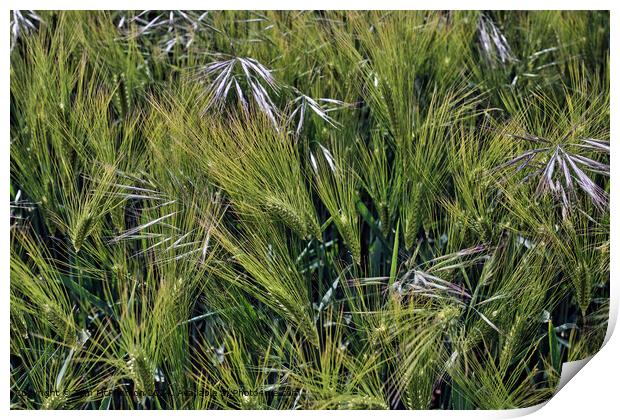 Barley Crop Macro Print by Tom McPherson