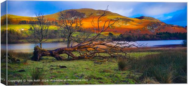Colorful Fallen Tree by Loweswater Lake Canvas Print by Tom Roth