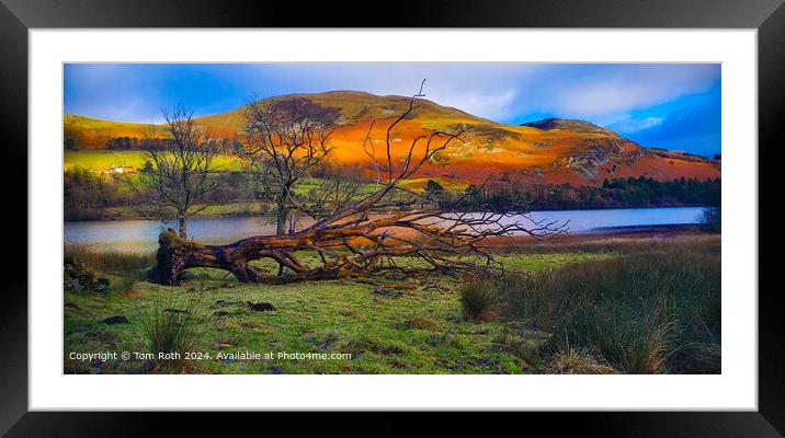 Colorful Fallen Tree by Loweswater Lake Framed Mounted Print by Tom Roth