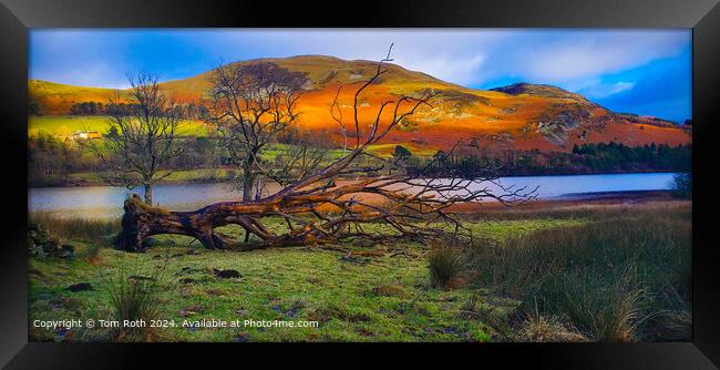 Colorful Fallen Tree by Loweswater Lake Framed Print by Tom Roth