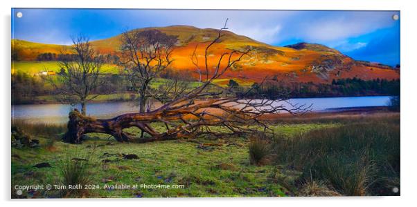 Colorful Fallen Tree by Loweswater Lake Acrylic by Tom Roth
